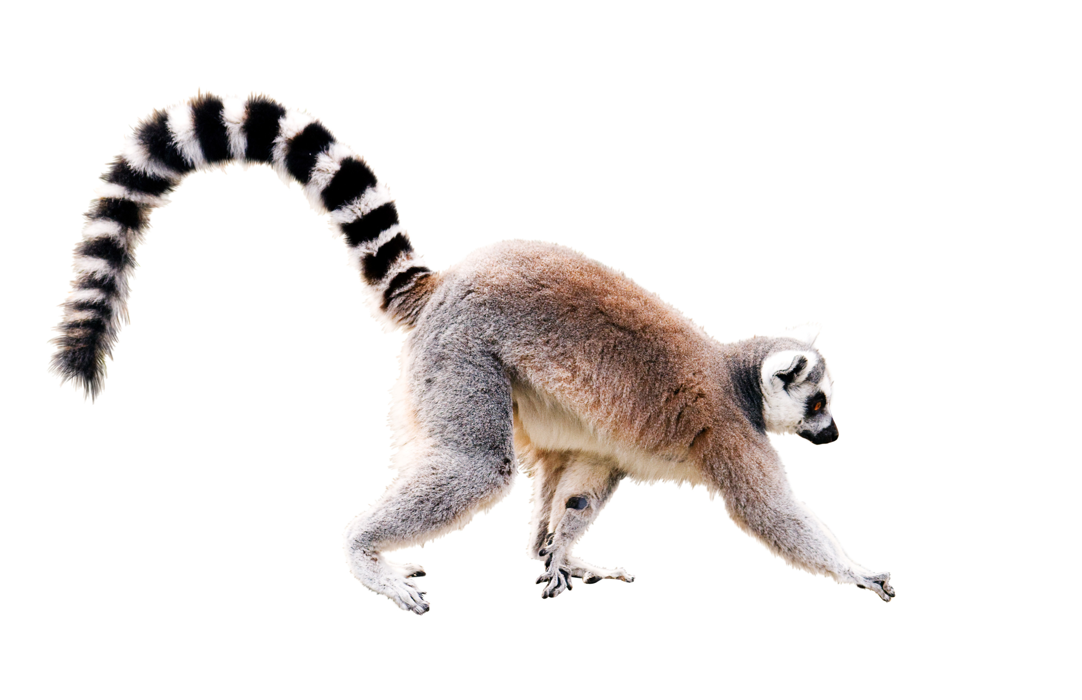 Der Lemur auf frischer Tat